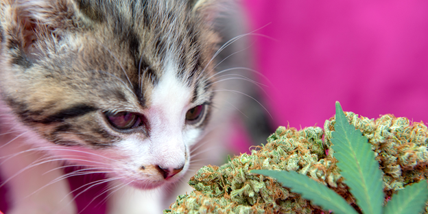 Is CBD Harmful to the Endocannabinoid System of Pets?