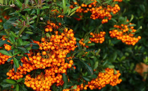 What You Should Know About Sea Buckthorn